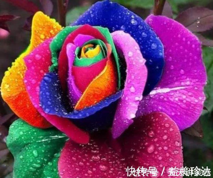 种花|4种花是“开花小能手”，三五天浇次水，其他都不用管