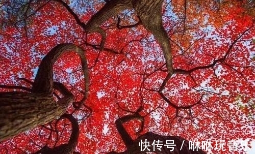 青天河景区|青天河｜金秋时节，来这座“红叶王国”感受那“枫”情万种的美！