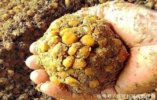 夜钓|夜钓水里黑漆漆一片,鱼是怎么发现饵料的