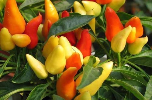 硫化物|女性到了中年,三种食物离不开,排毒养颜,提高免疫力