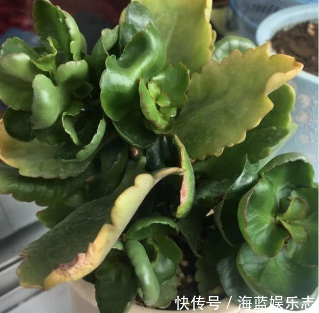 绿油油|长寿花不长还黄叶用3法急救,轻松解决,爆成大花球