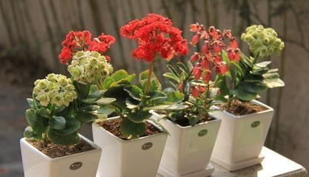 尽量别买3种花,拿回家落花,掉蕾严重,很难伺候