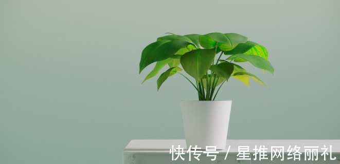 花草|想在客厅养花？这几个“规矩”可一定要懂，否则容易出差错