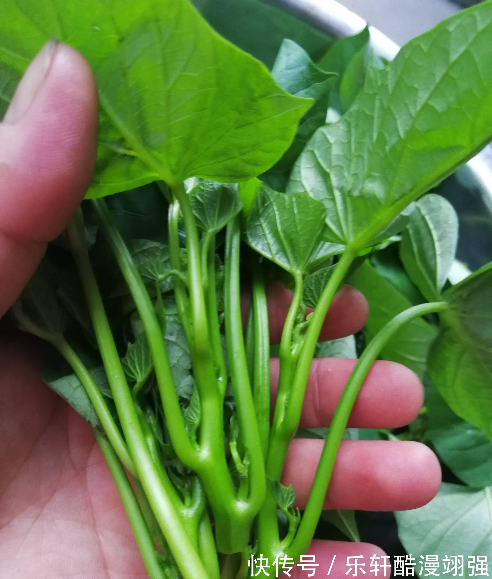 刮油菜|真正的“刮油菜”发现了，隔三差五吃，刮油减脂，好吃不怕胖
