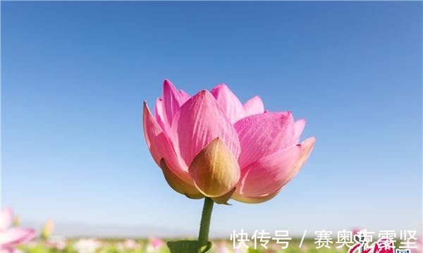 沙湖|宁夏沙湖万亩荷花竞相开放 娇艳清新惹人醉