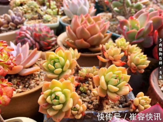 秋天来了，你的多肉们做好季节交替的准备了吗