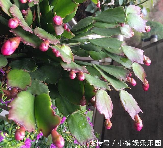 休眠期|4种花“趁早”剪，把枝条、叶子全剪了，长得密、开花早