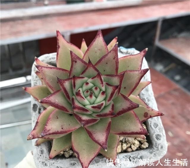 多肉养护“喷水”是绝招,养出“极品红”多肉,红红火火迎新年!