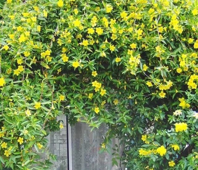 香水|这花极耐寒花开半年，香飘满院，城里人还抢着种，它其实叫断肠草