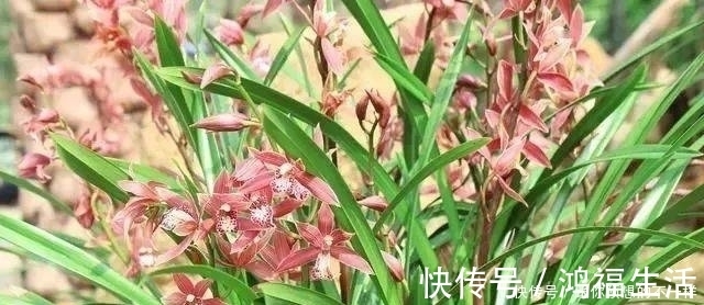 兰花有“三喜三怕”，顺着它养护，顺利春化，独苗绽放层叠群兰