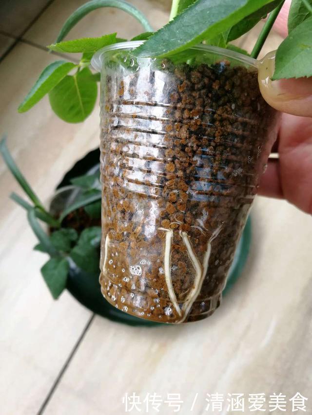 垃圾桶中容易“捡到”的3种花，1分钱不花，养出几十盆，花开爆盆