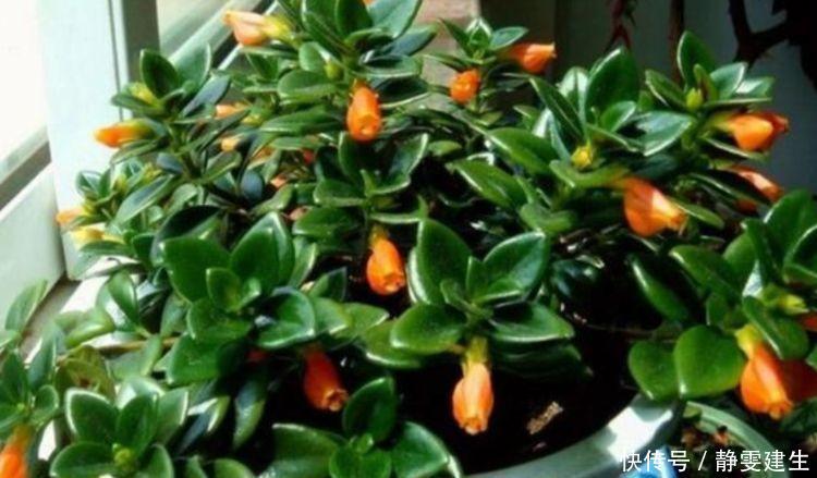 4种花,扔土里就能开花,花期长,颜色丰富,年年开花美翻