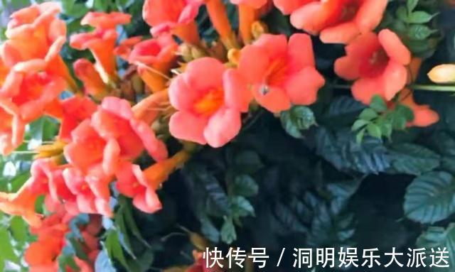 漂亮|漂亮的“凌霄花”，掐一段小枝条，埋土里就活，太好养了！