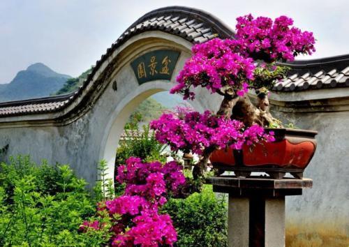 爆花|养了5年三角梅,从不控水,依然爆花,教你两招,一茬接着一茬开