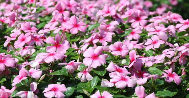 扶桑花|才知道,以下的花,养殖简单,开花漂亮,花期还长,一定要养几盆