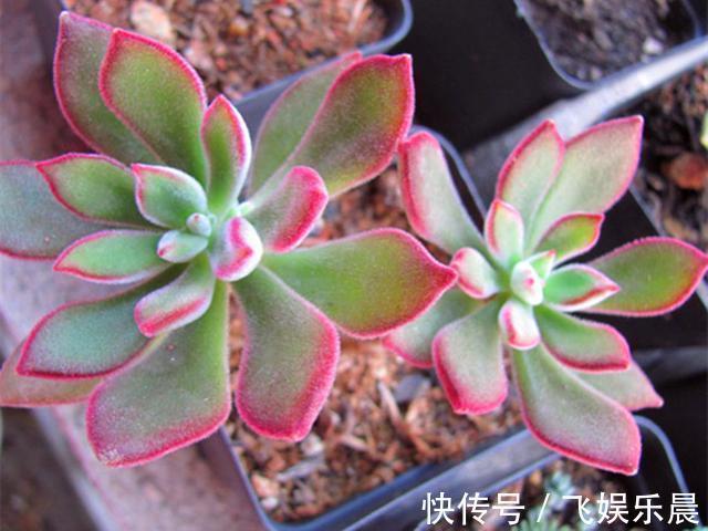 叶片|多肉锦晃星产生病害的3个原因,解决起来不难,室内养护更好