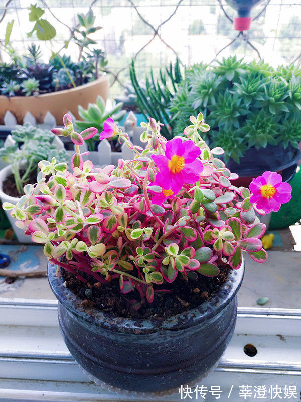 秋冬养此款植物,随便养一盆,清新悦目,花姿潇洒,寒冬也有花赏