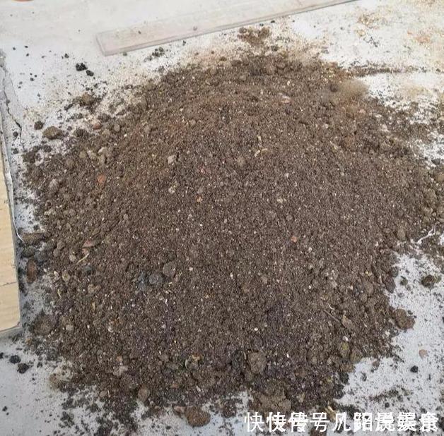 植株|刚买的长寿花,换盆做好“3件事”,蹭蹭长新芽,开花就爆盆