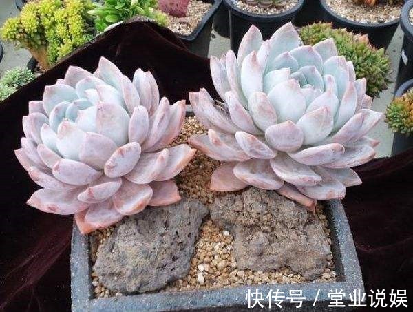 他把多肉上的白霜擦掉,结果一周就养死了,原来里面有这玄机!