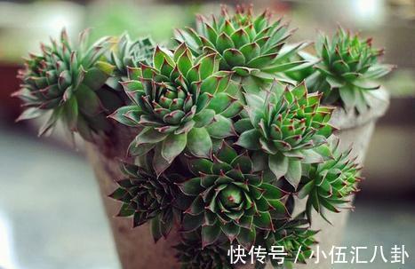 叶片|适合新手养的“6种多肉”,耐热又不怕冷,养成老桩,又美又霸气