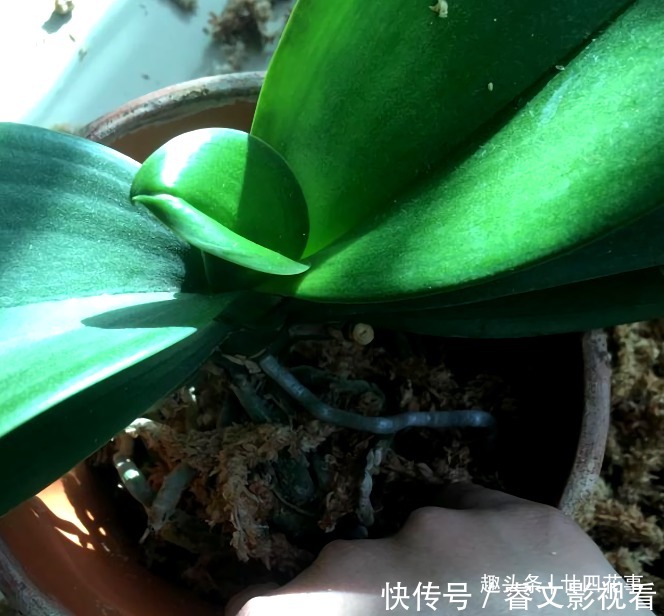 休眠期|春节后养蝴蝶兰,做好3件事,不再“花后死”,还能一盆变多盆