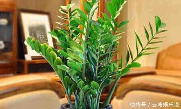 盆栽|家里无论养啥花,提前做“3步”,以后虫子少、不烂根