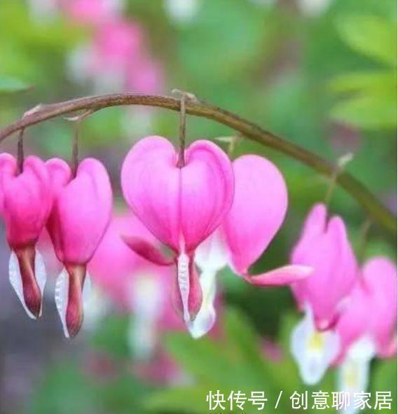 浇水|4种花,堪称花界劳模,花期长,开花勤,四季有花赏