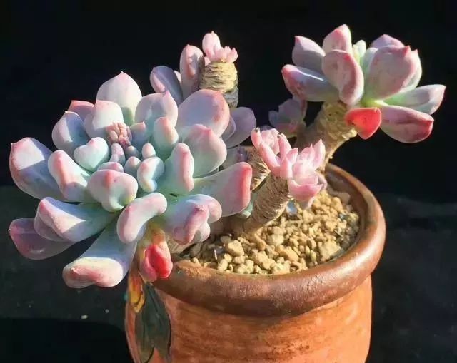 养护多肉植物的新手会遇到的问题,今天一次说个够,让肉友们不再