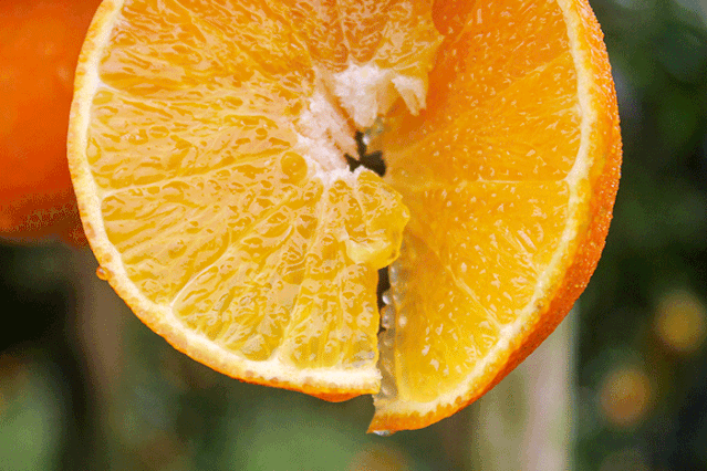 爱马仕|舌尖爆汁！橘子届的“爱马仕”进入采摘期，你千万别错过！