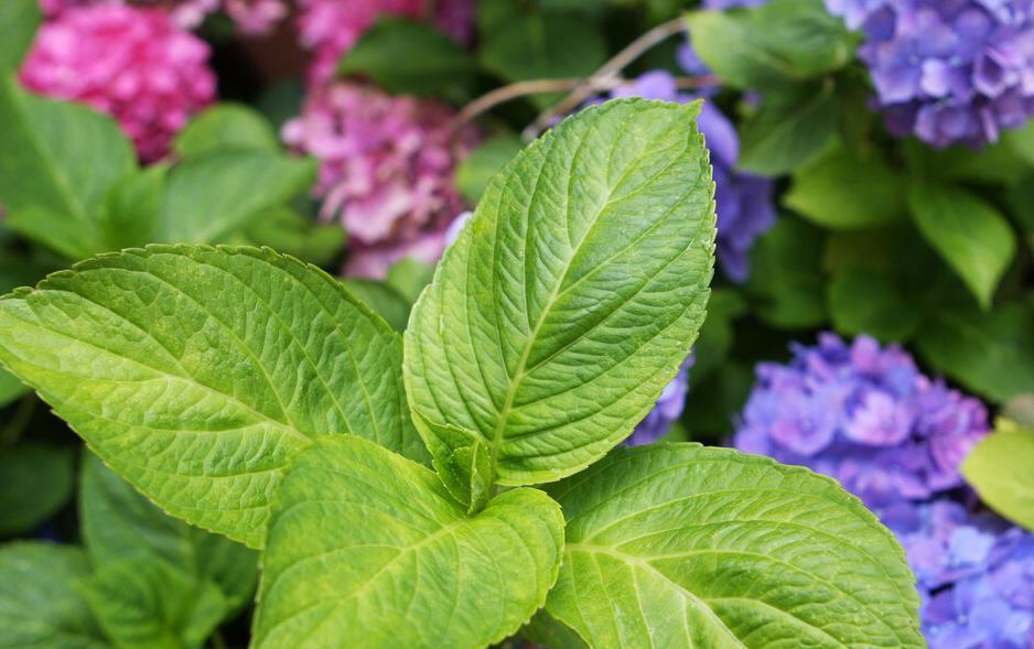 提醒：养绣球花，这些事情再不做，就晚了