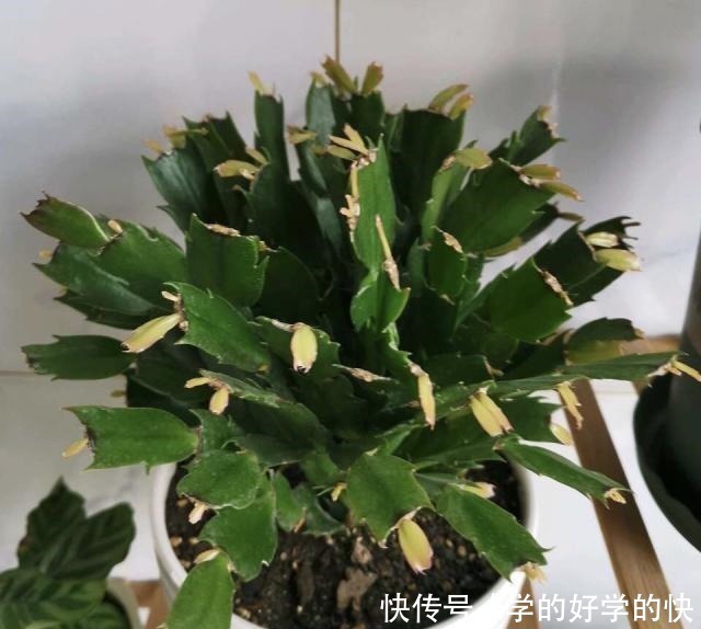 生根|悄悄告诉你,此5种花,掐个叶就生根,懒人都能养开花!