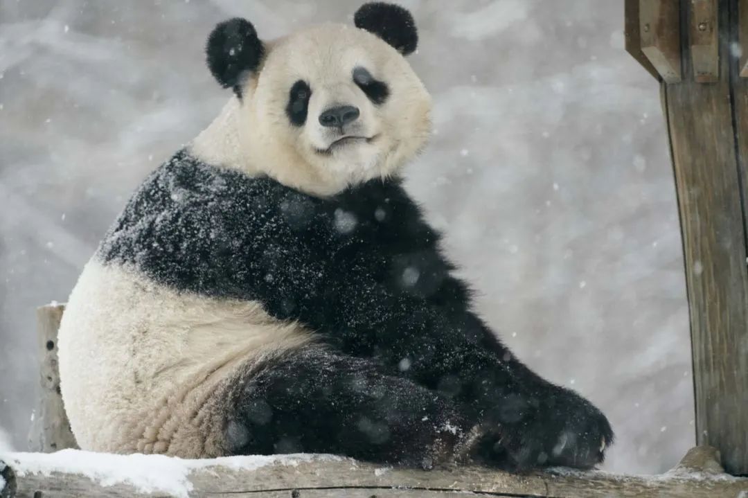 王松|今日大寒，御寒进补正当时！