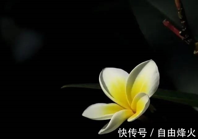 桃花|1月过后，桃花朵朵爱情到，喜结良缘喜脱单的4大生肖