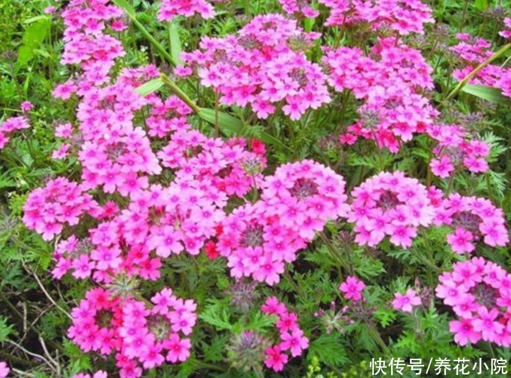 阳台上|阳台上花不在多,5种普通小盆栽,开花漂亮又好养