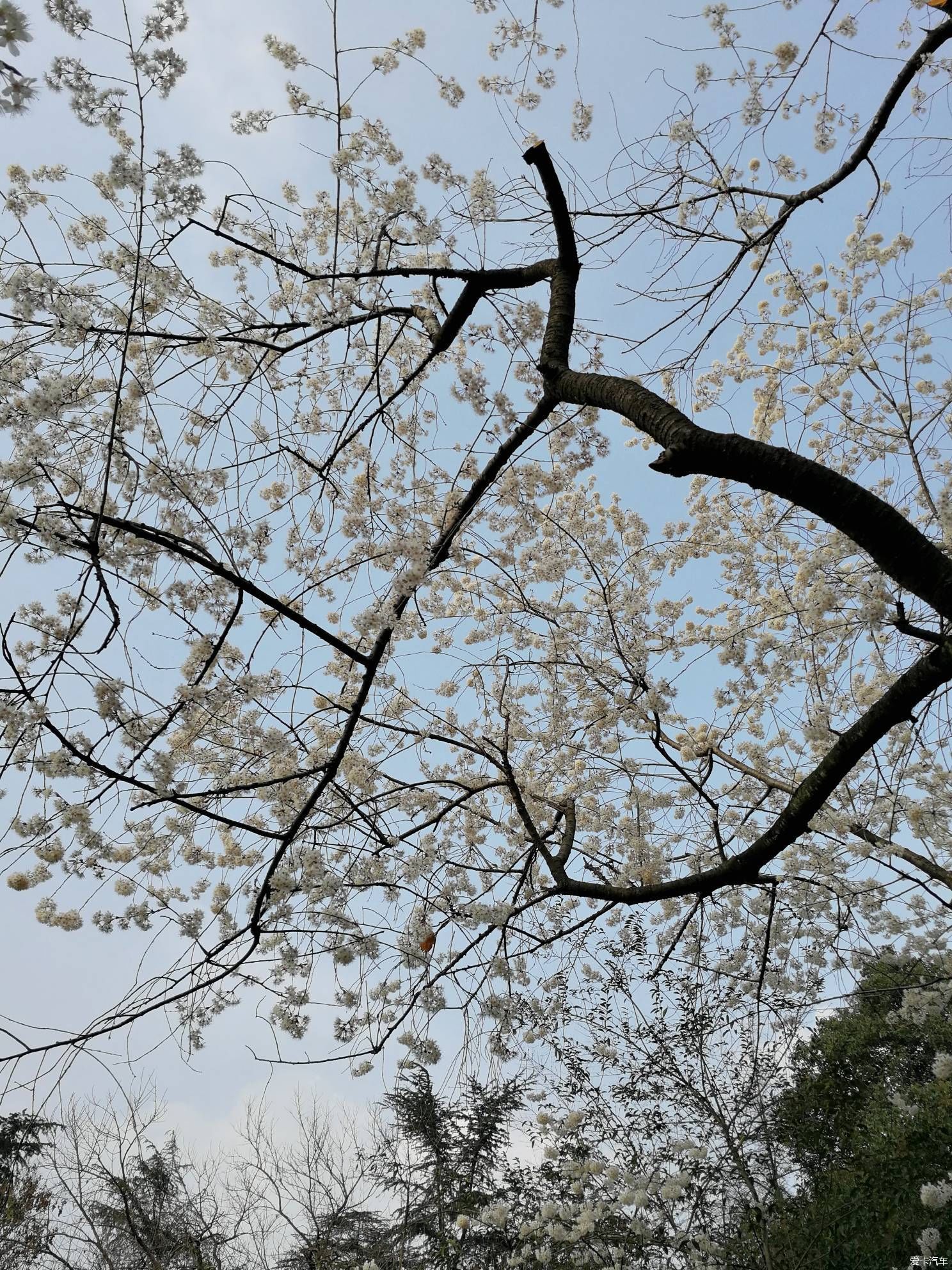 中年|大年初一的成都植物园