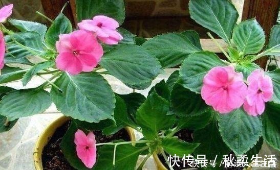 百科|工地上的这“2物”,是养花的宝贝,随手捡点回家,营养土不用买!