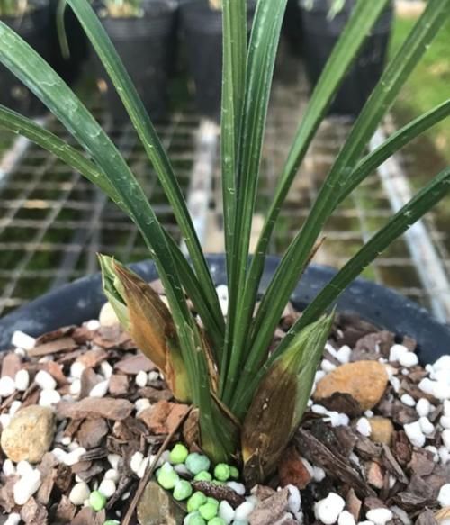 兰花养护｜给兰花花苞套袋有什么效用？是否真有效？