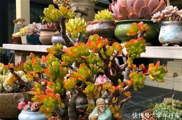 喜欢多肉,怎能不养一棵“吸财树”老桩成盆景,高端大气上档次!
