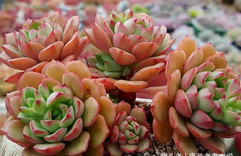 阴天|没有太阳的阴天但温度很高,这种情况需要给多肉拉遮阳网防晒吗?