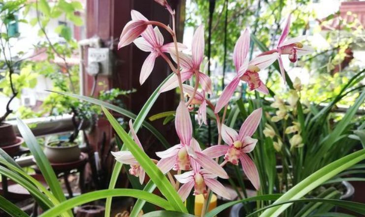 兰花盆|出门随手捡“3物”回来,丢兰花盆里,营养又透气,不烂根开花多