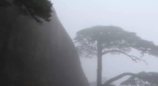 中国最娇贵的“假”树，警卫日夜看守，掉一片叶子都有专家记录