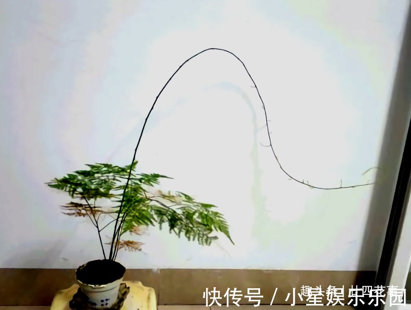 大花球|6种花,长高就“变丑”,株型低矮才“漂亮”,要舍得剪!