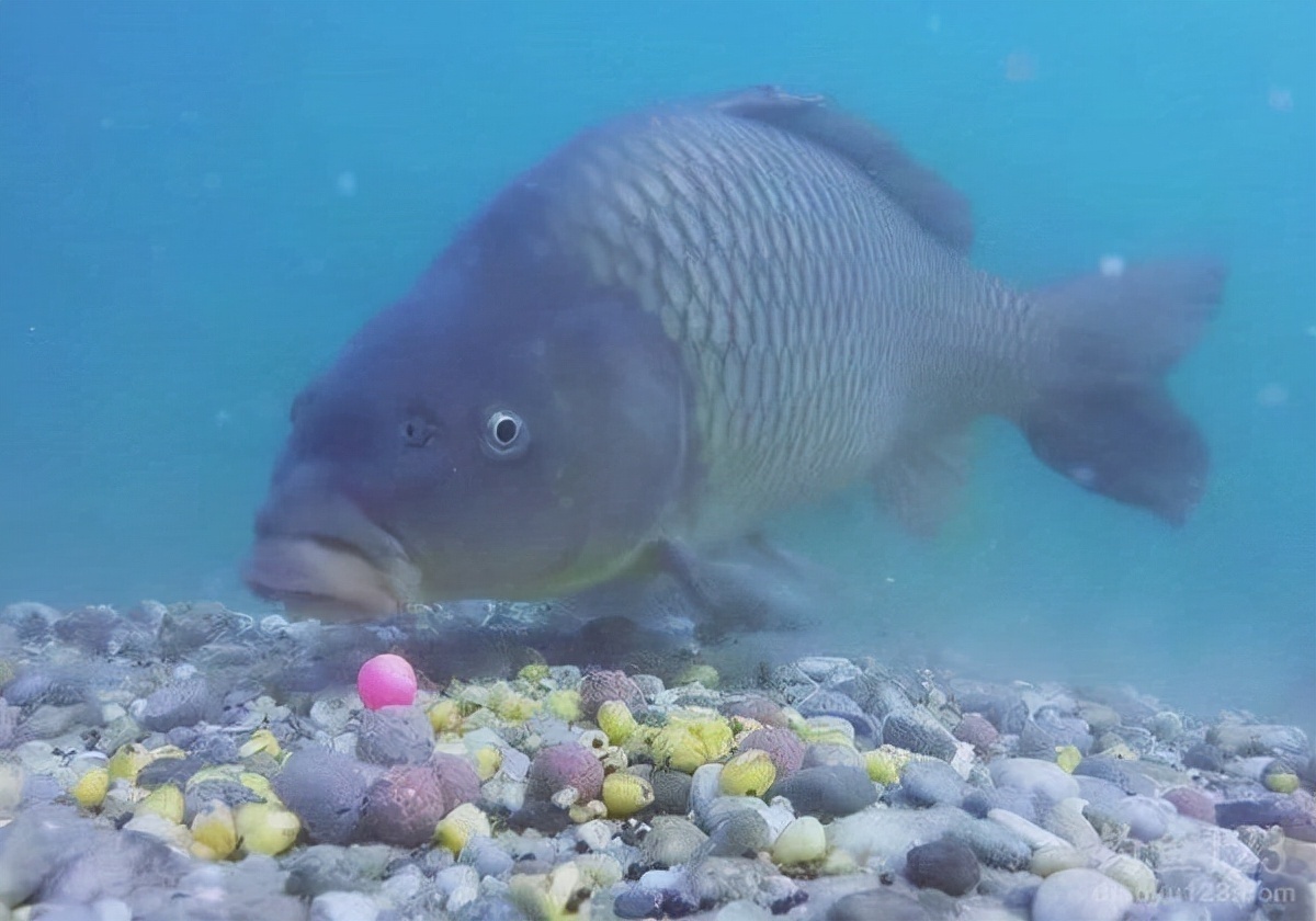 新手钓鱼想要好鱼获，得先了解这四个入门的基础常识