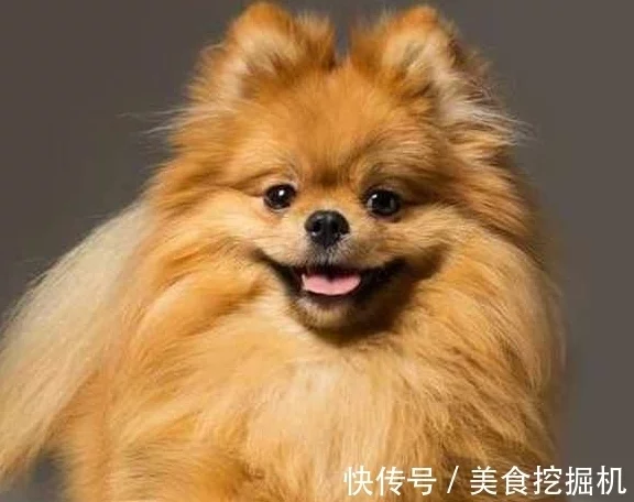 博美幼犬如何挑选？送你5个小妙招！”