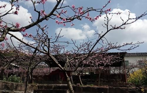 成都“神仙”赏花地：满山桃花开，树荫下吃鸡！