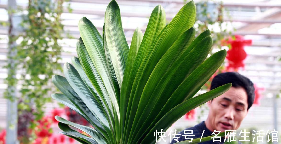 花盆|君子兰有“6忌”，难怪越养越“糟糕”，新手看了可规避