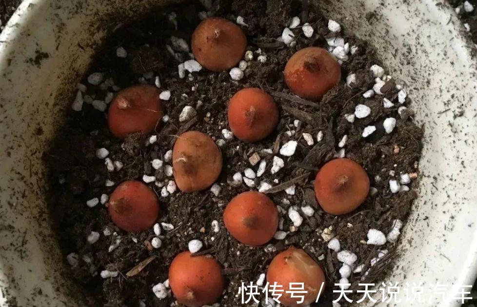 浇水|嫌弃养花难，不如就种郁金香，沾土就活，花开时放屋里可当熏香