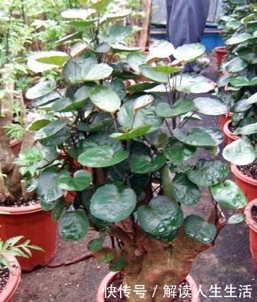 植物|养花13年,总结“6个”养花入门要点,三分钟看懂,养啥花都活!