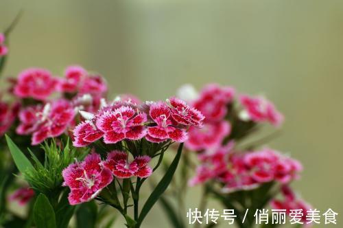 想石竹花开花漂亮,养护起来还很简单,家里有院子的不要错过!