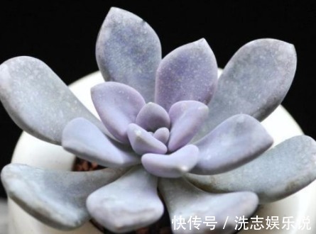 新手养花,不如养盆花中精品“泰姬”,花开如美姬,高贵美艳